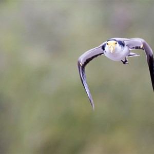 Masked lapwing eastern form