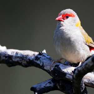 red browed finch