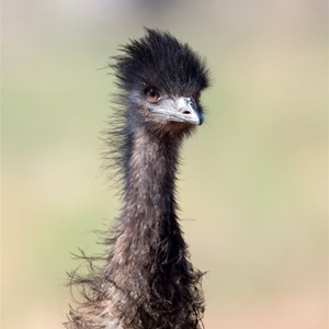 emu encounter