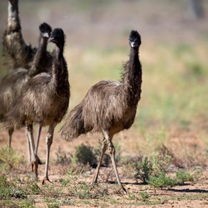 emu mob