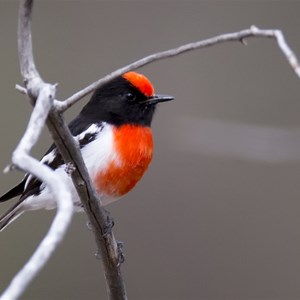Red capped Robin