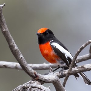 red capped Robin 2