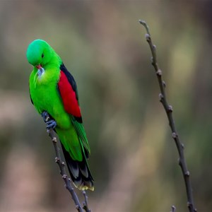 Male red shouldered parrot