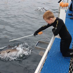 Morgan feeding the Tuna with the Chicken stick