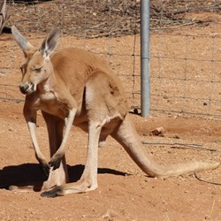 Red Kangaroo
