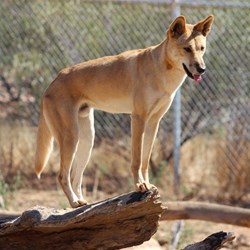 Dingo At The Desert Parks