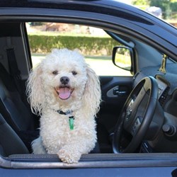 Sorry Chalkie your staying home