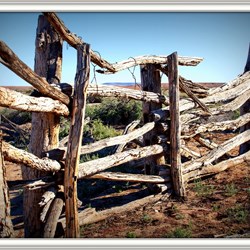 Old stockyard fence