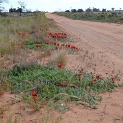 Heading West on the Aboriginal Business Road from Tjuntjuntjarra