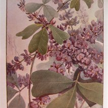 Hardenbergia