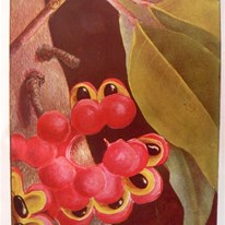 Ellis Rowan painting