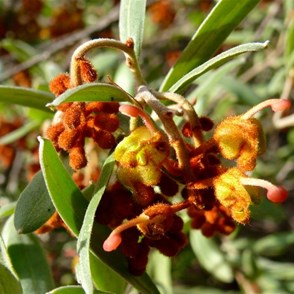 Often we need to put a name to things we find on our travels.