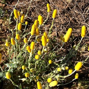 Sharing photos and information about wildflowers