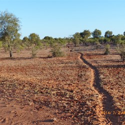 Cattle move on to feed and water