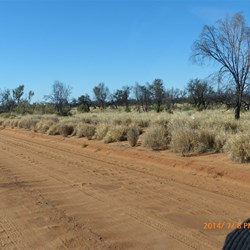 Now in spinifex country