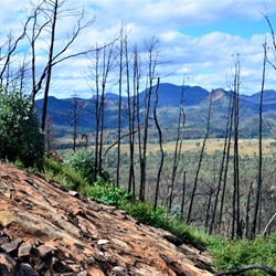 bushfire damage is evident throughout the Warrumbungles National Park