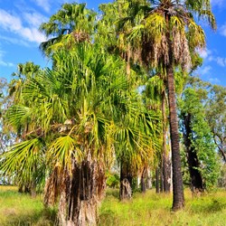 palms near Lake Murphy