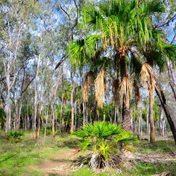 Interesting palms at Lake Murphy