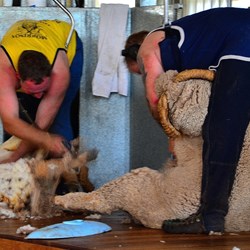 shearing the rams on Trilby station