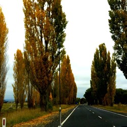 Autumn leaves near Braidwood NSW