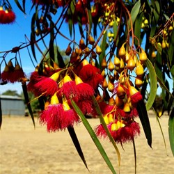 red flowering gum at Conargo NSW