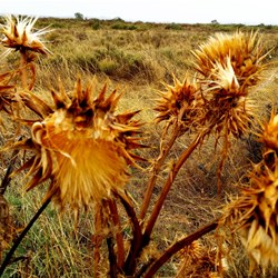 Burra SA, interesting looking burrs