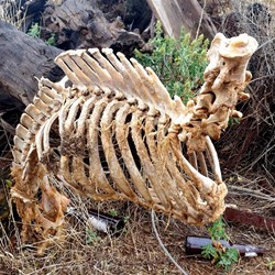 skeleton near Burra creek gorge SA