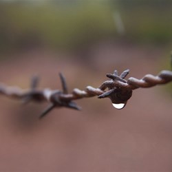 Barbed wire