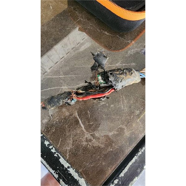 Pet dog wiring damage