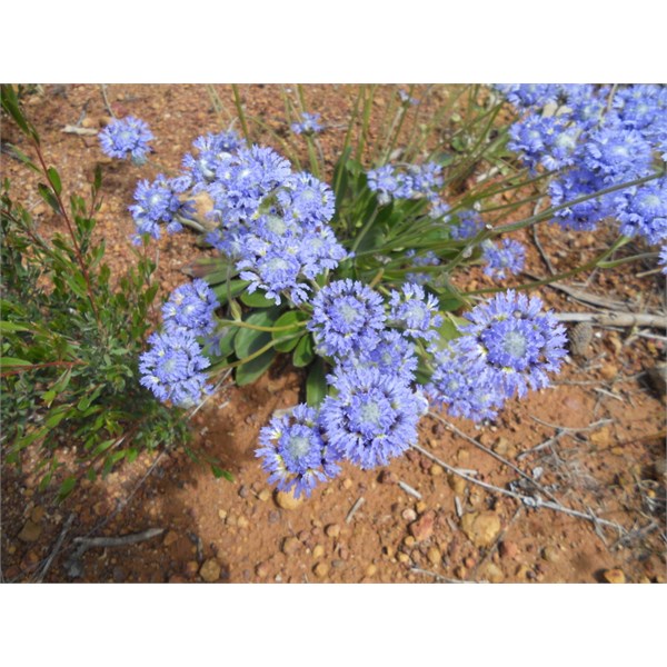 Dampiera wellsiana F.Muell. Wells' Dampiera; Fragm. 10:12 (1876)ˆ