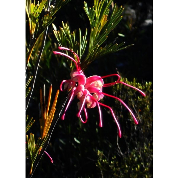 Flora - Peak Charles NP