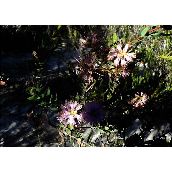 Flora - Peak Charles NP