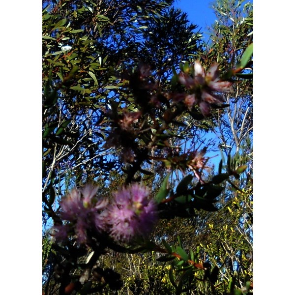 Flora - Peak Charles NP