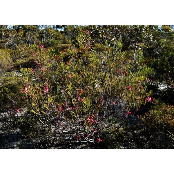 Flora - Peak Charles NP