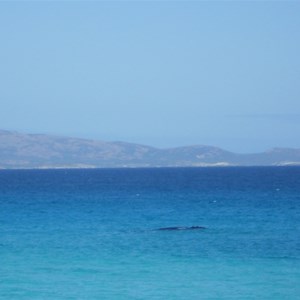 Whale in Yokinup Bay