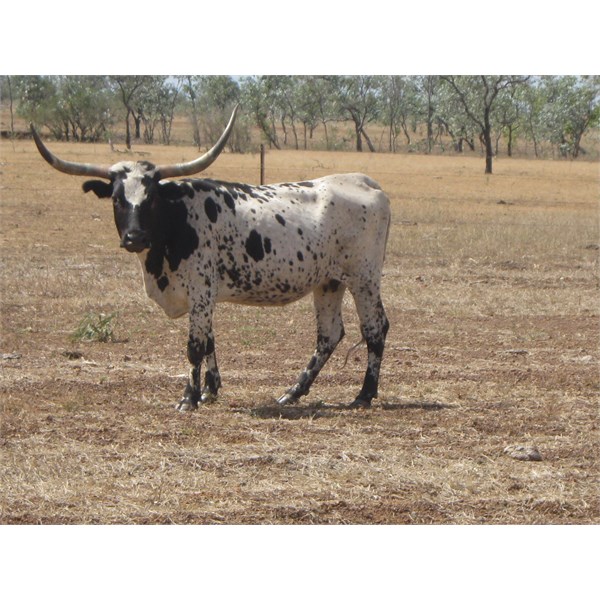 cattle