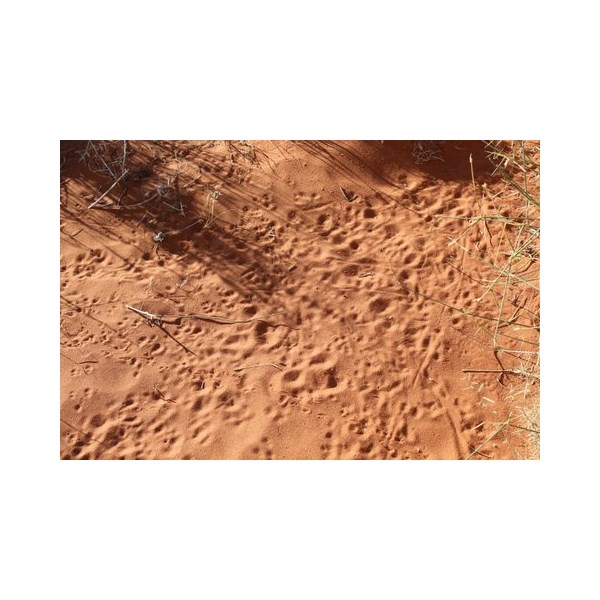 Visitors footmarks on the 2012 Simpson Desert crossing