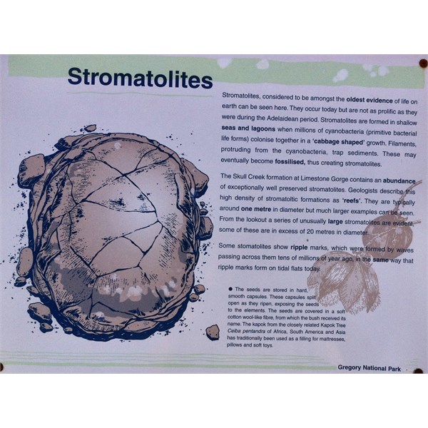 Stromatolites