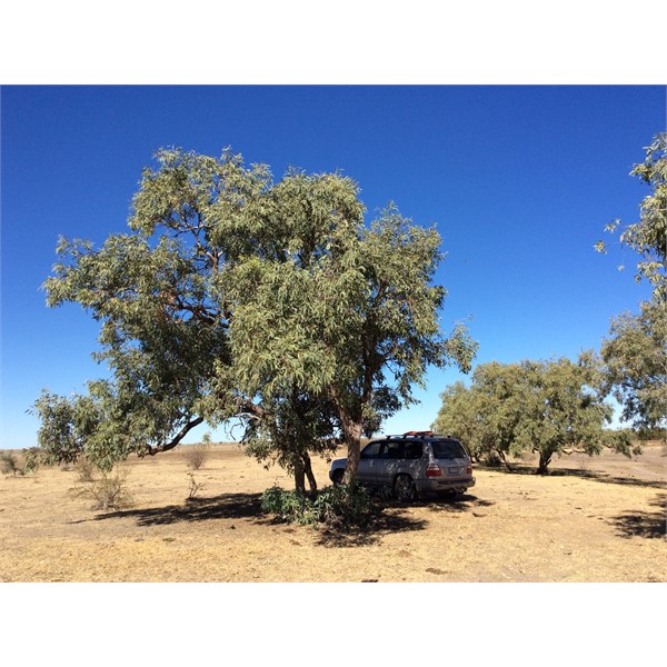 Campsite Barkly Stock Route