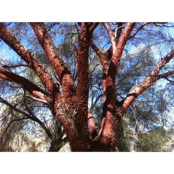 red mulga/miniritchie tree