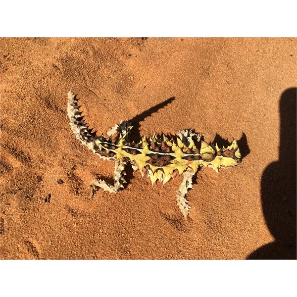 Thorny Devil in the afternoon.