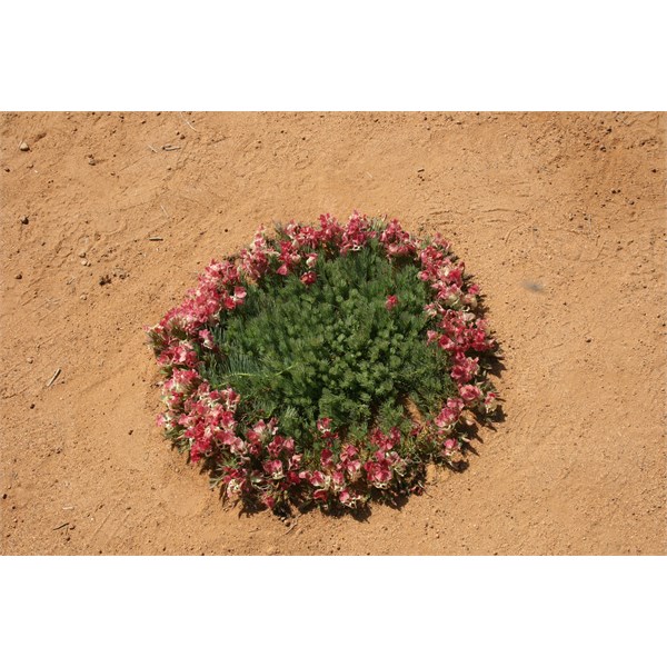 Wreath lechnaultia -Pindar 