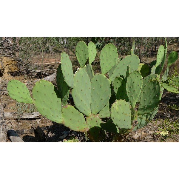 Prickly Pear -NMP Google image 