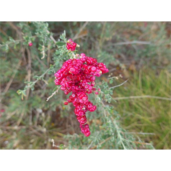 Red Berry Plant 