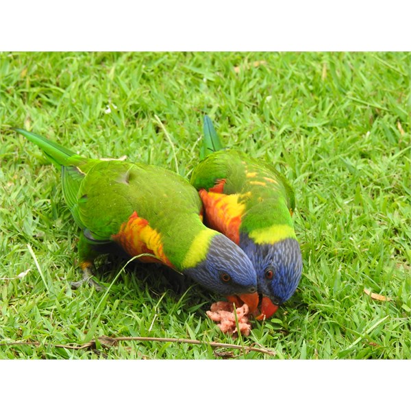Carnivorous Sabre-toothed Rainbow Lorikeets