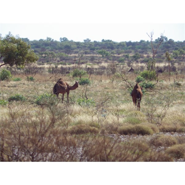 Wandering Camel