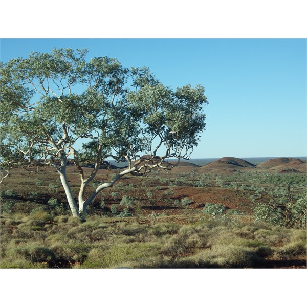 Out and About ~ Ophthalmia Range ~ East Pilbara