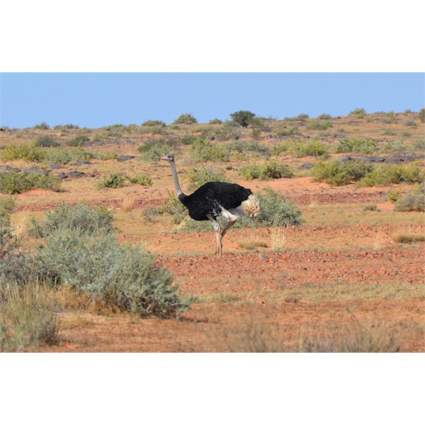 This was no pet, and in our Australian Bush