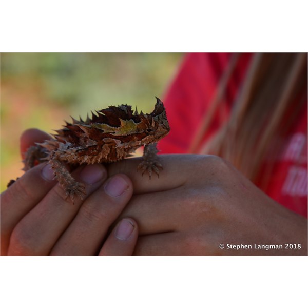 Now who is that Lizard Whisperer?