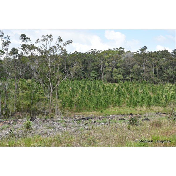 New pines starting off their life on Black Mountain Road